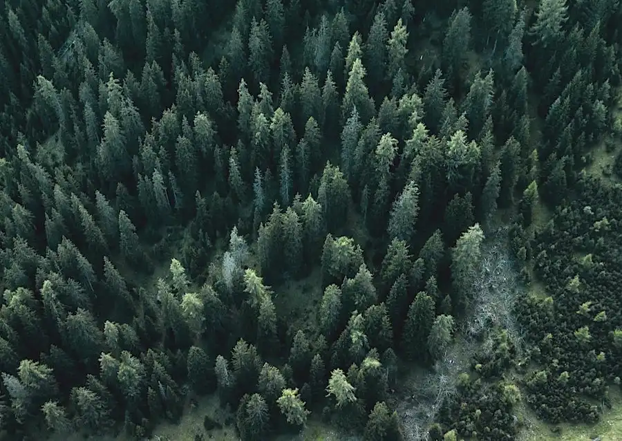 Une vue aérienne d'une forêt