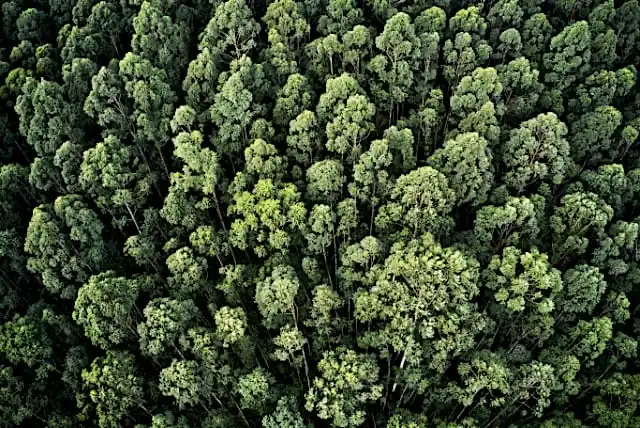 Une vue aérienne d'une forêt pleine d'arbres verts - Utilisation du bois recyclé pour prevenir la déforestation