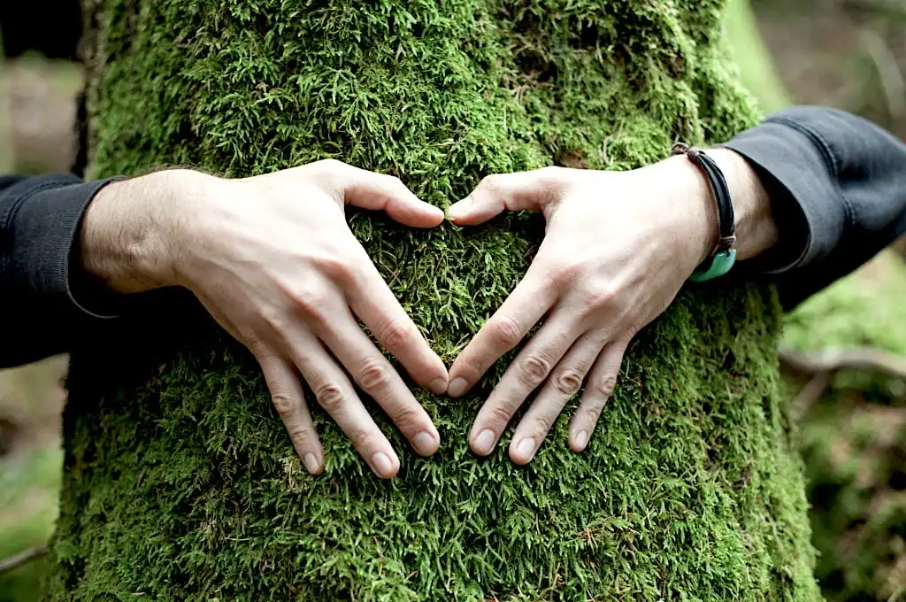 Mains en forme de cœur sur un tronc d'arbre moussu - Bois Antique recycle le vieux bois