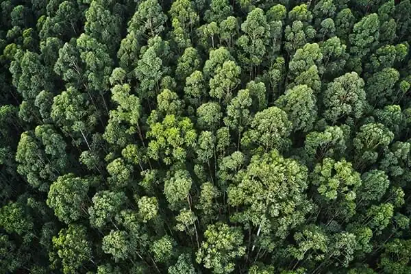 Photo aérienne d'une foret avec des arbres