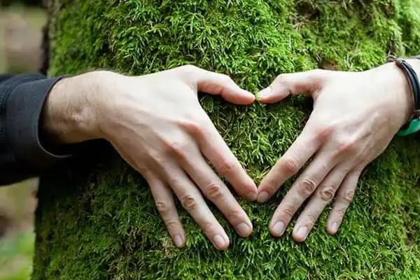 Deux mains formant un cœur sur un tronc d'arbre moussu.